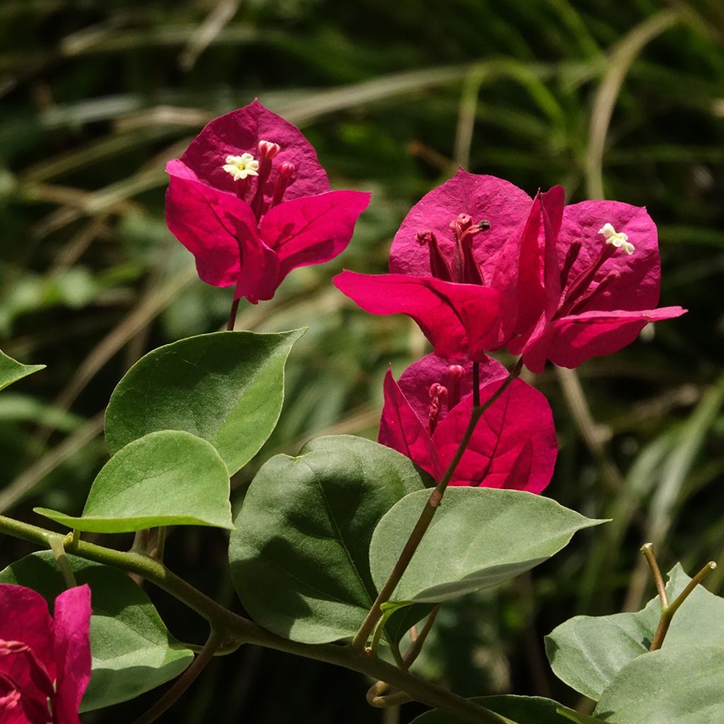 Buganvilla rojo oscuro - Bougainvillea spectabilis