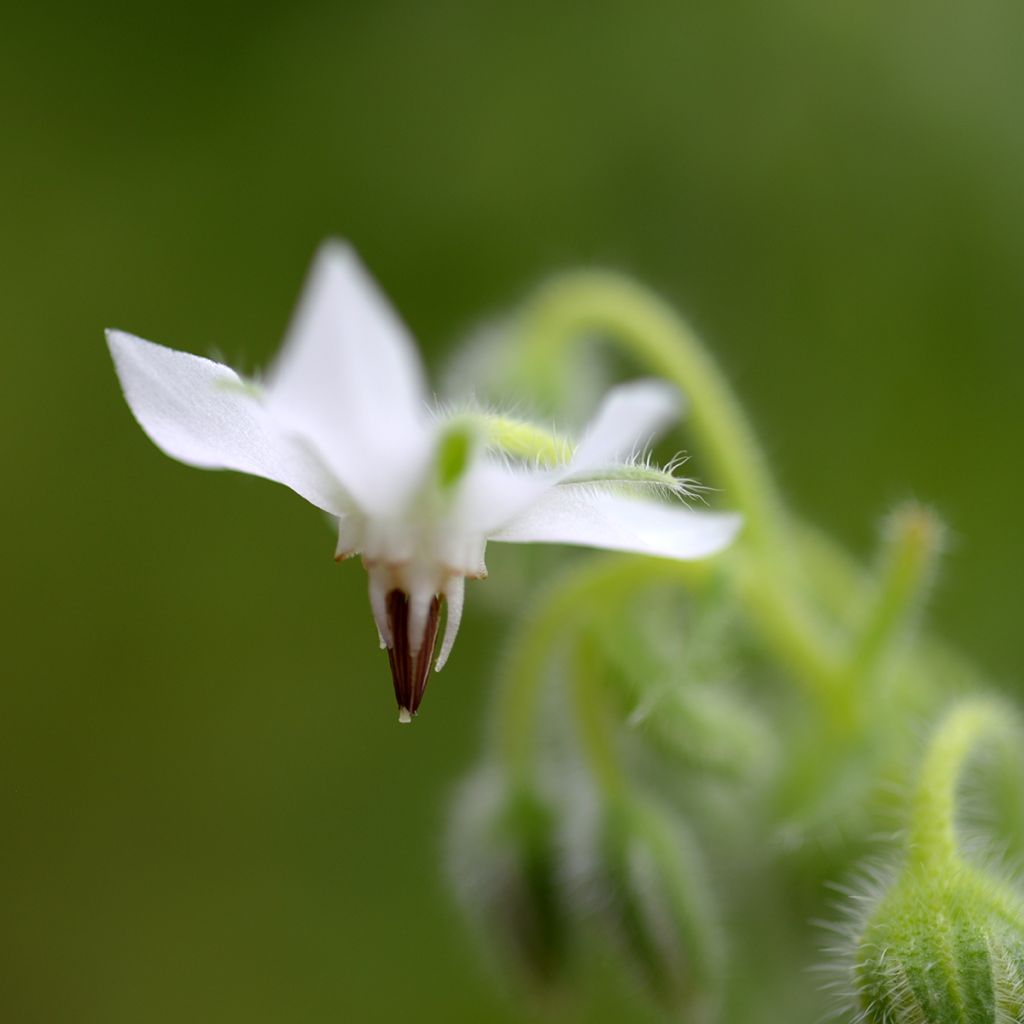 Borraja azul y blanco - Borago officinalis