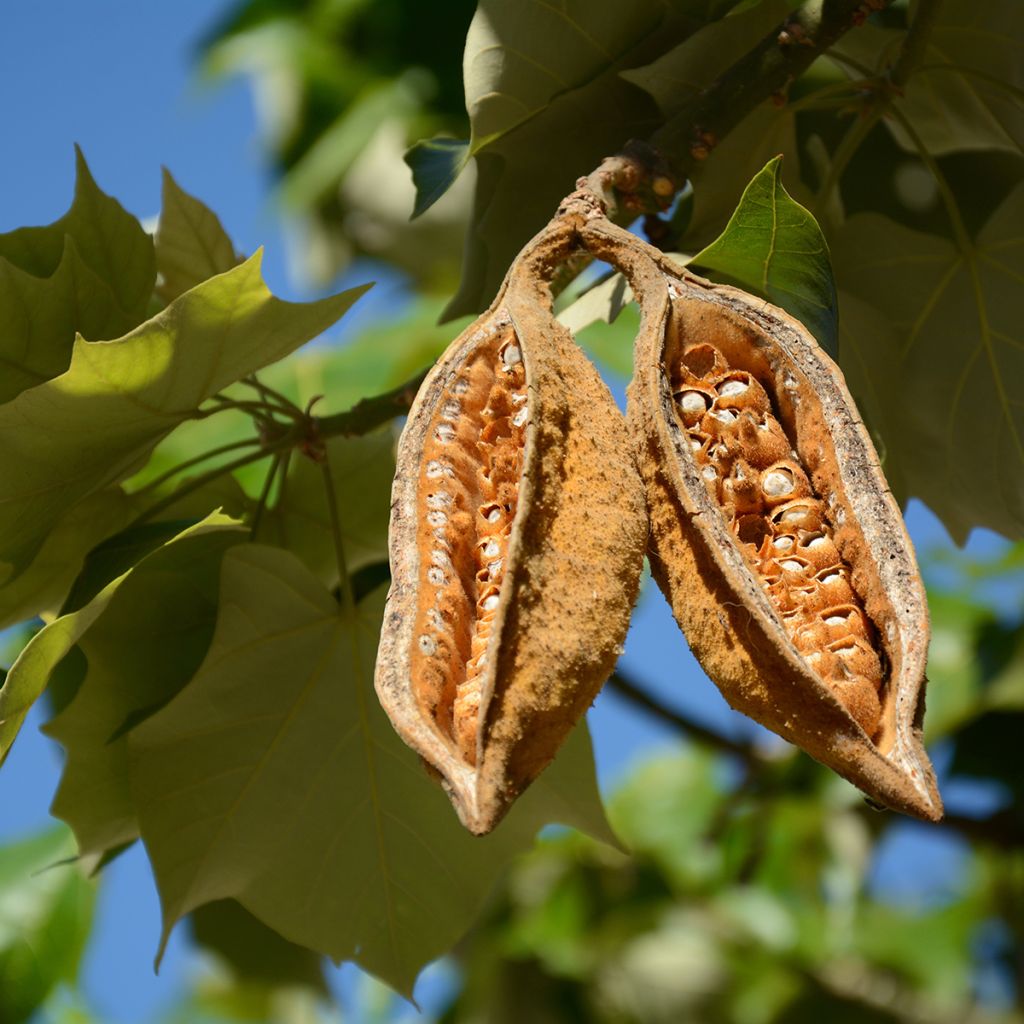 Brachychiton discolor - Brachichito rosa