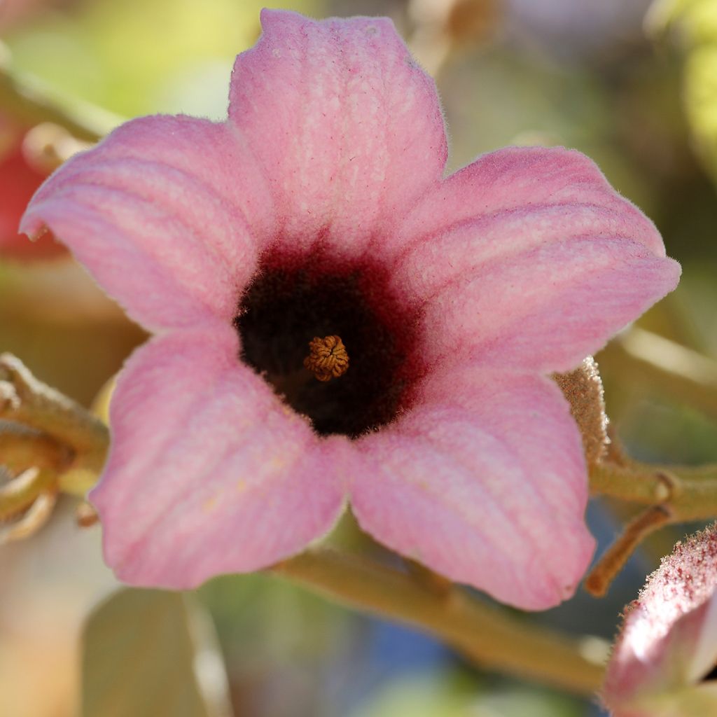 Brachychiton discolor - Brachichito rosa