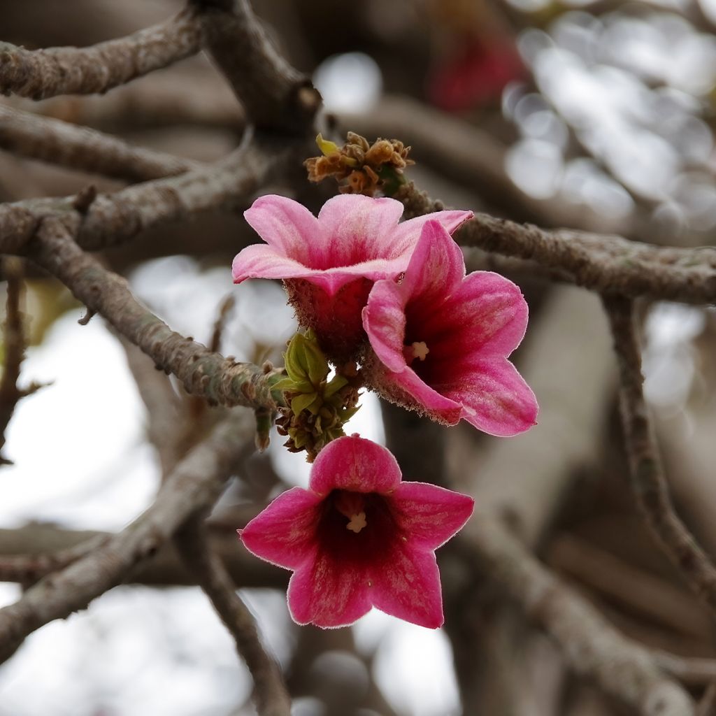 Brachychiton discolor - Brachichito rosa