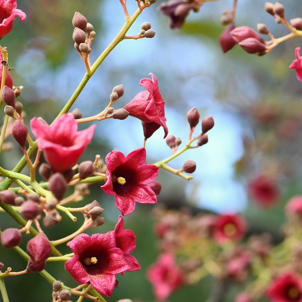 Brachychiton discolor - Brachichito rosa
