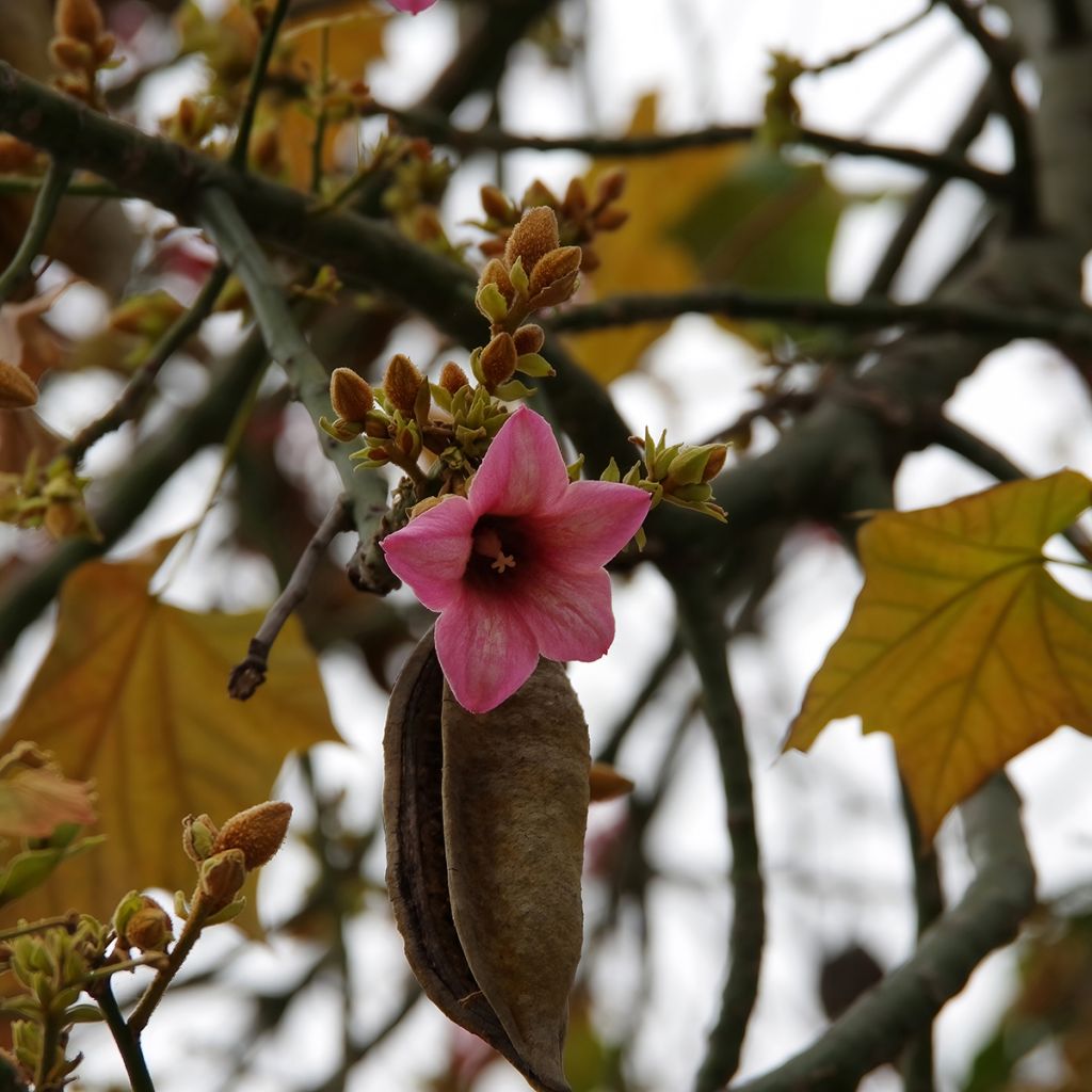 Brachychiton discolor - Brachichito rosa