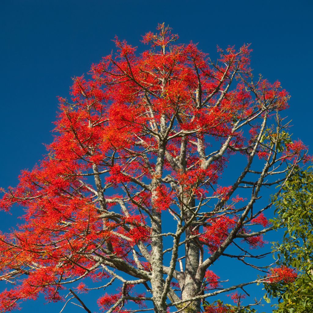 Brachychiton discolor - Brachichito rosa