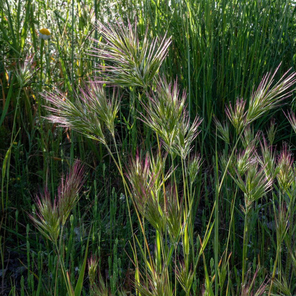 Bromus rubens (semillas)