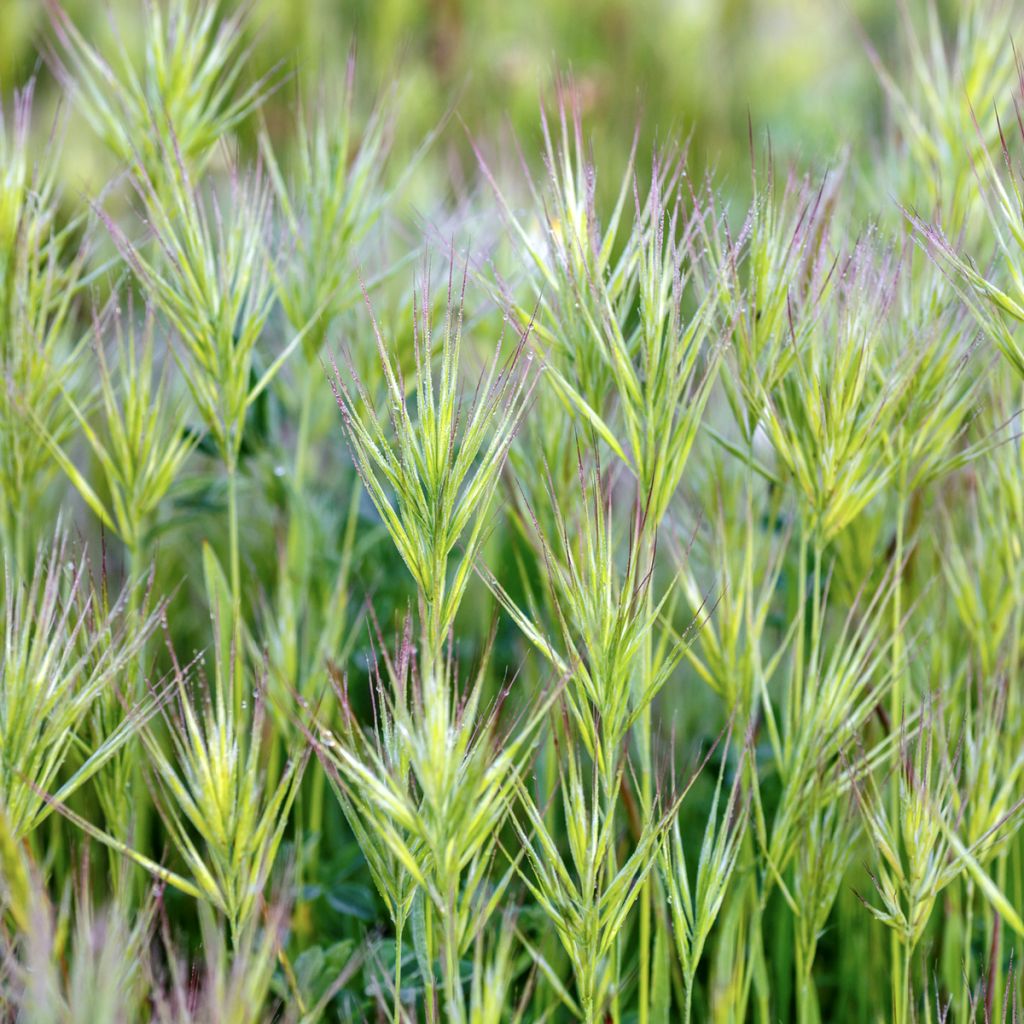 Bromus rubens (semillas)
