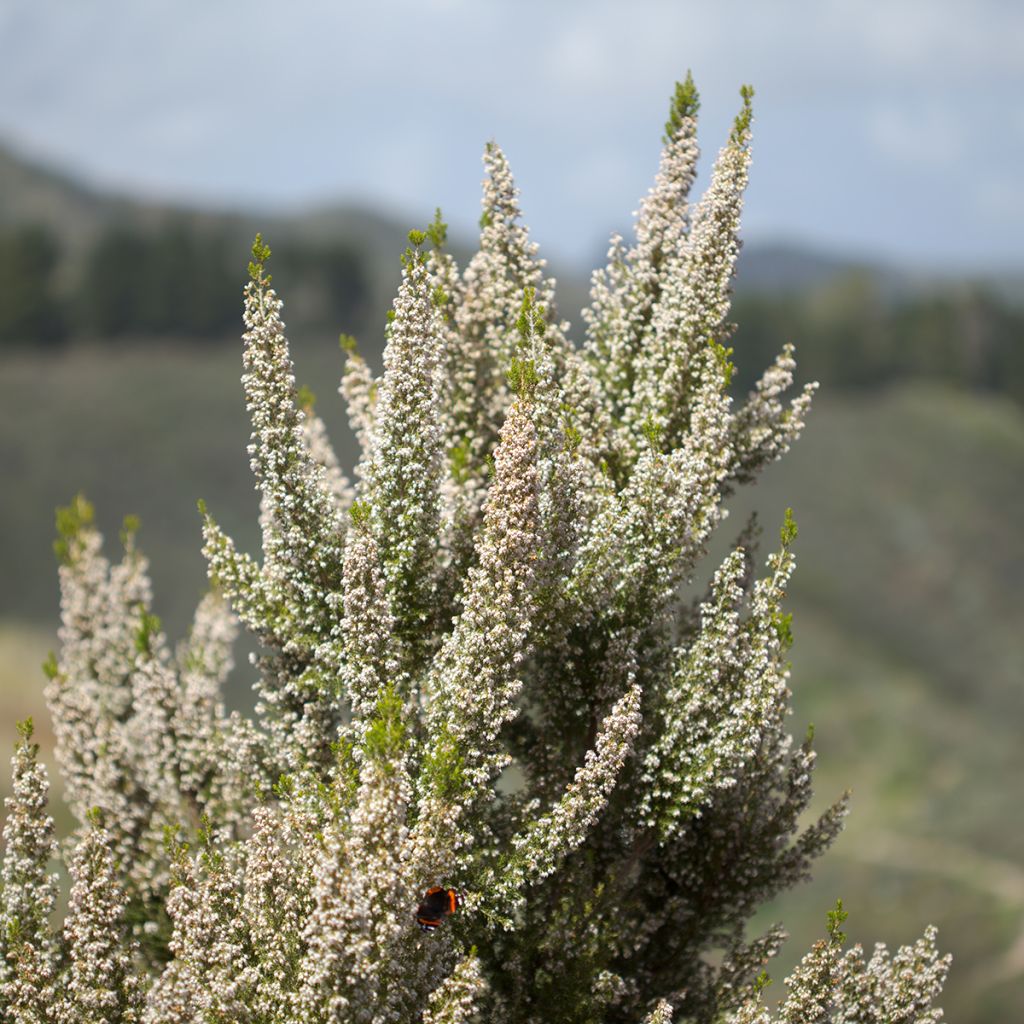 Erica arborea Pink Joy - Brezo blanco