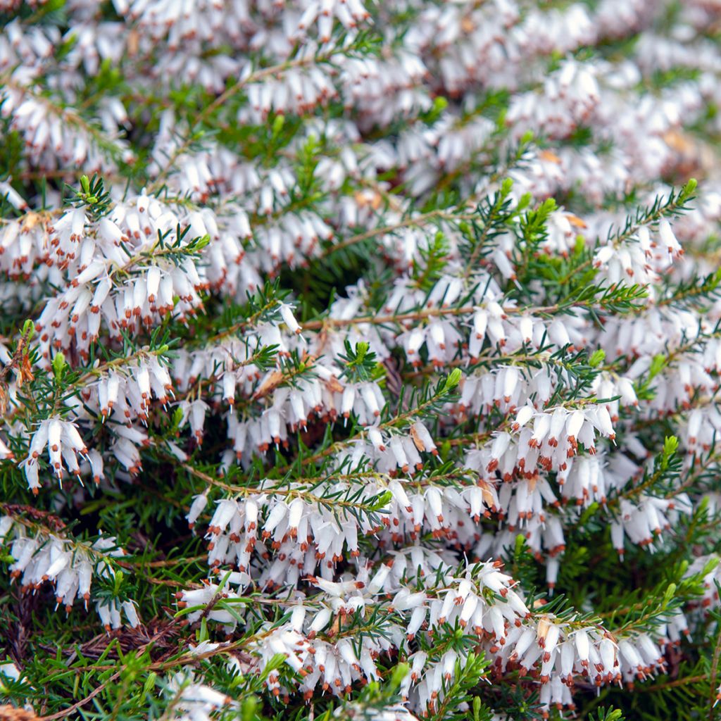 Erica carnea Springwood White - Brezo vizcaíno