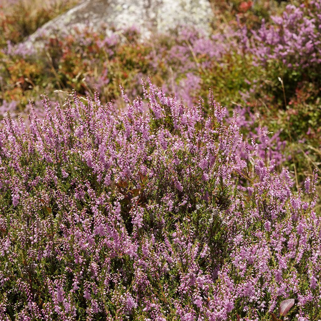 Calluna vulgaris Allegro - Brecina