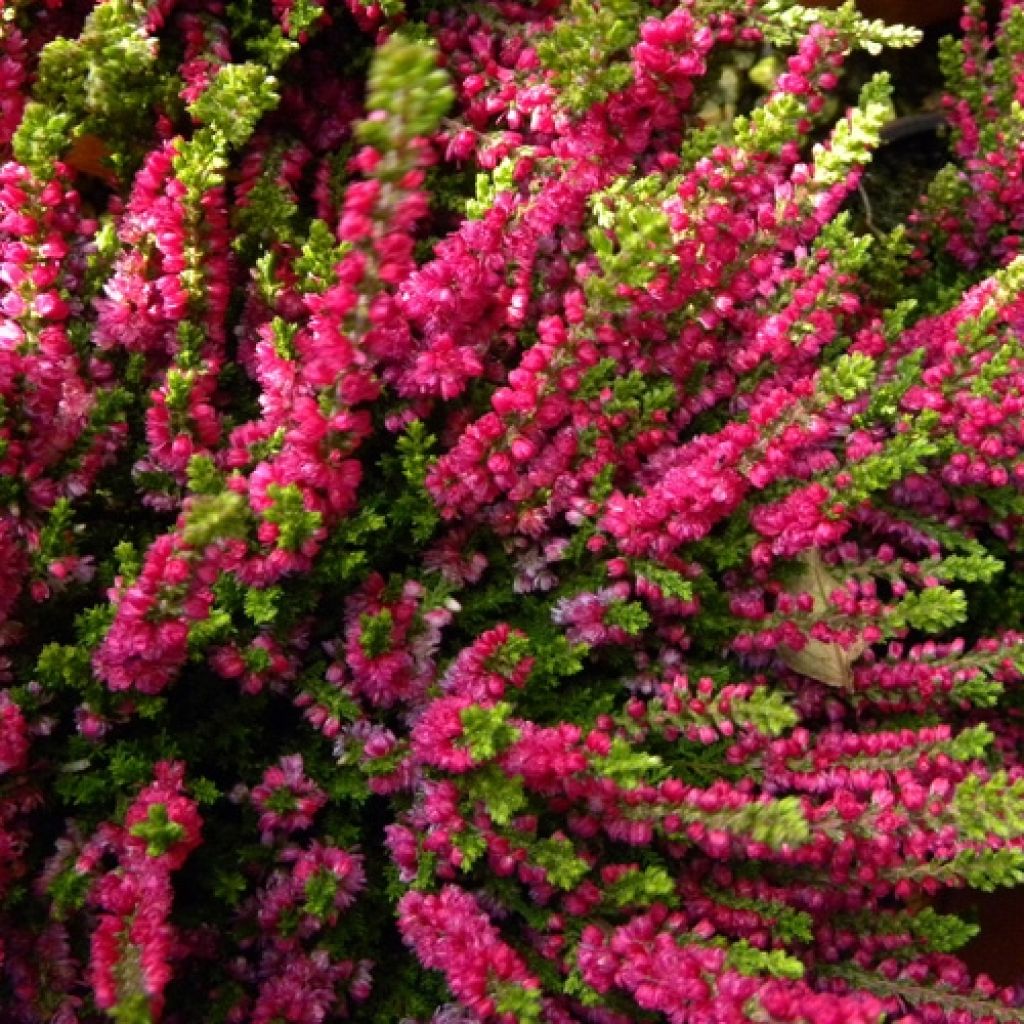 Calluna vulgaris Dark Beauty - Brecina