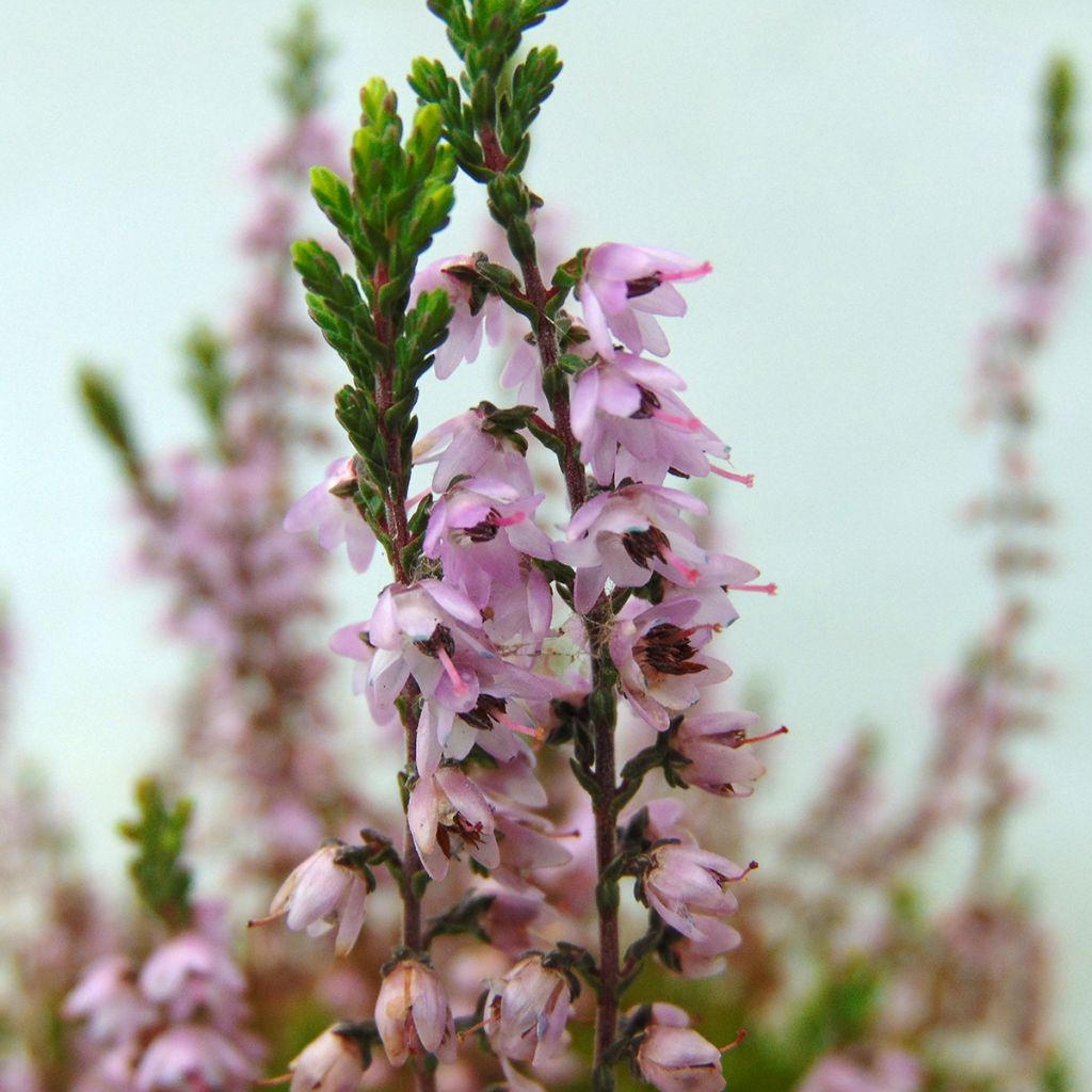 Calluna vulgaris Spring Torch - Brecina