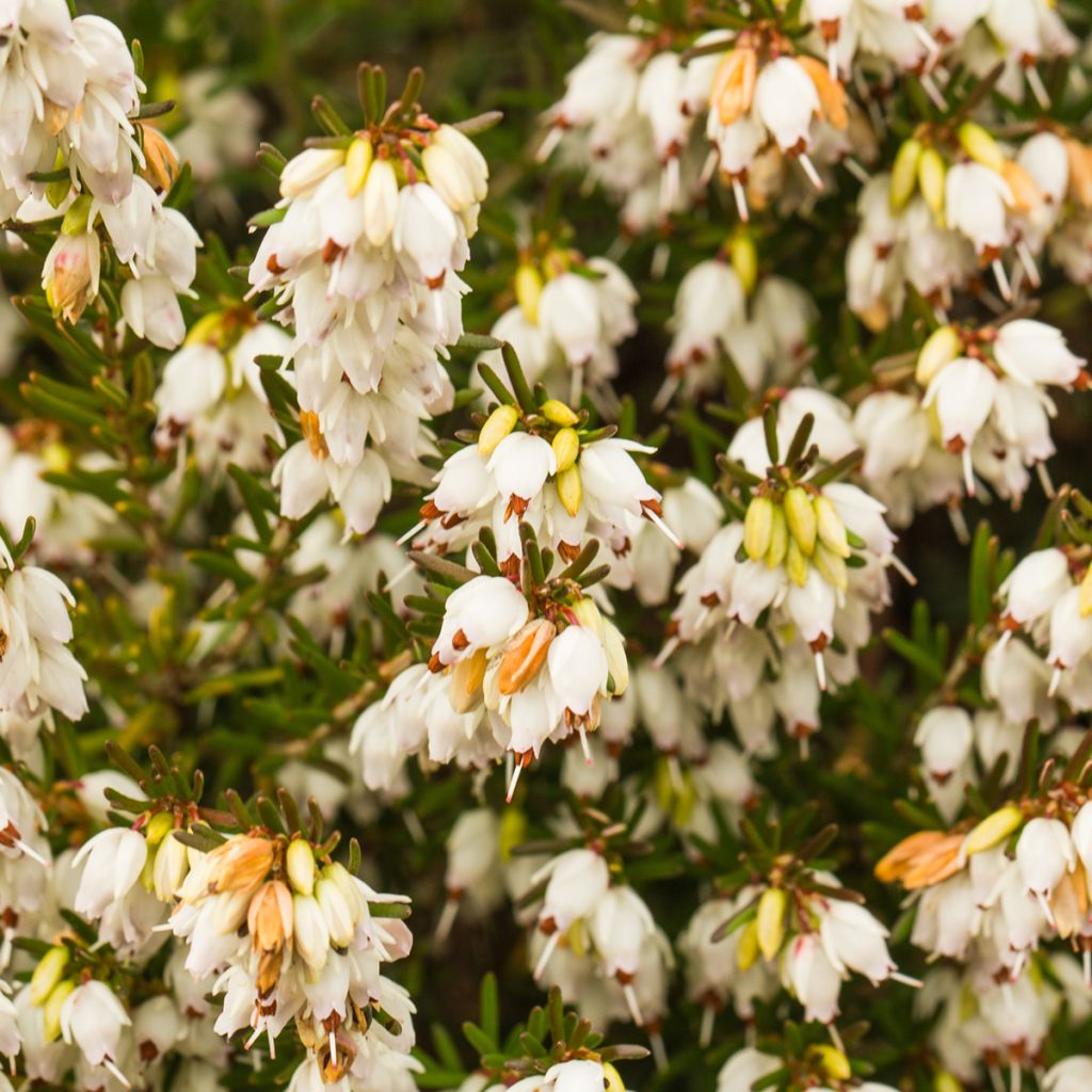 Erica darleyensis Silberschmelze - Brezo rosado