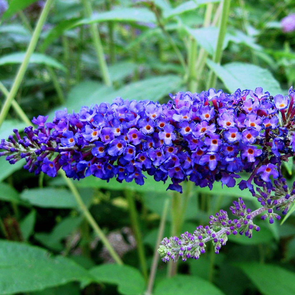 Buddleja davidii Empire Blue
