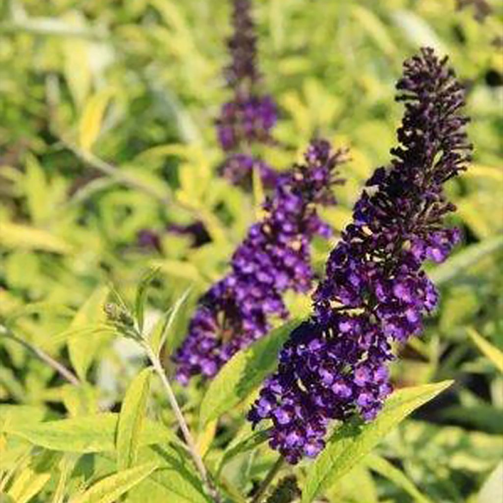 Buddleia Magda's Gold Knight
