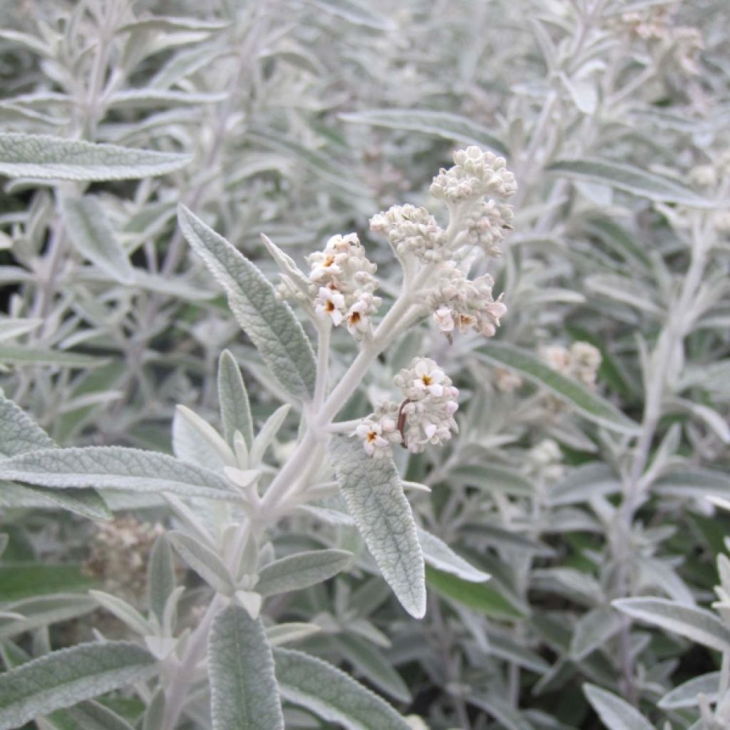 Buddleja Silver Anniversary