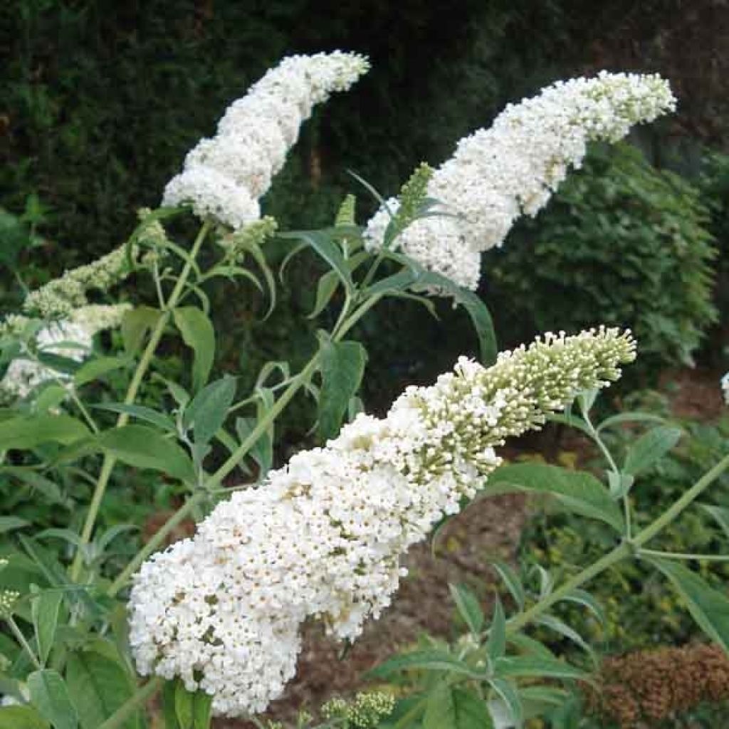 Buddleja davidii White Profusion