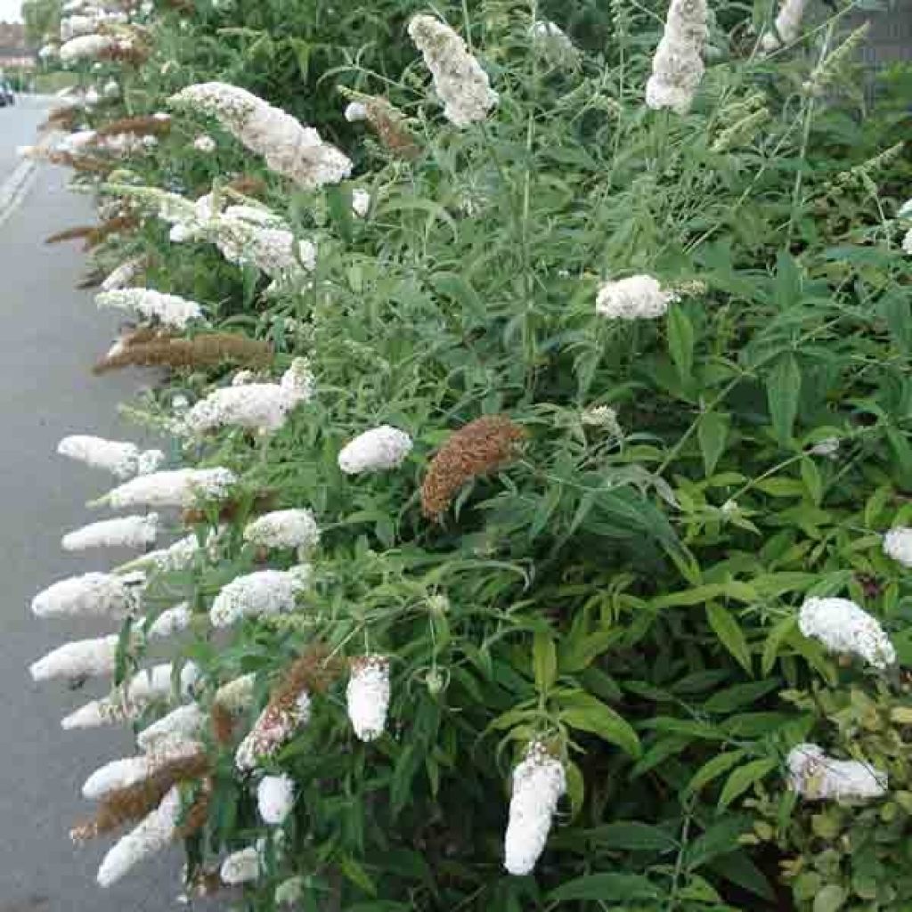 Buddleja davidii White Profusion