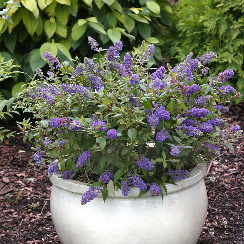 Buddleja Blue Chip