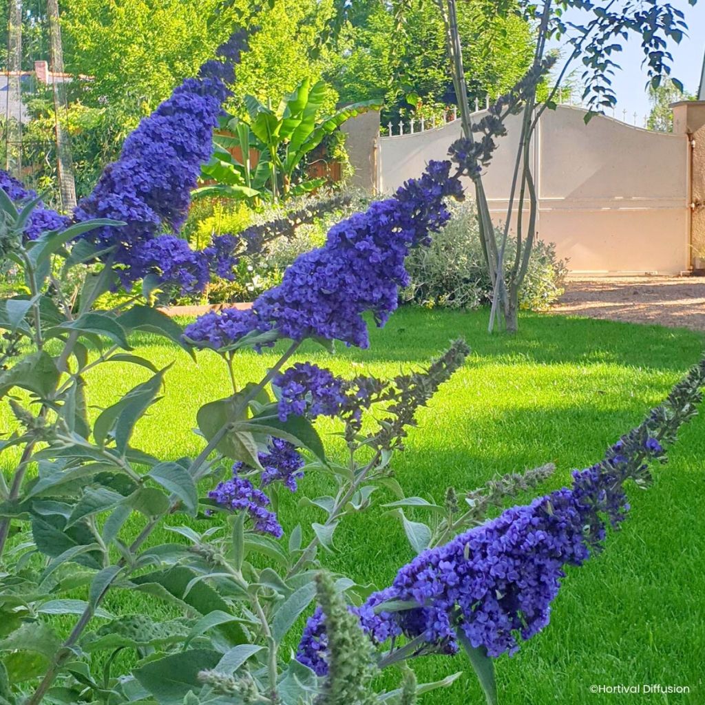 Buddleja davidii Rêve de papillon (Sueño de Mariposa) Blue - Arbusto de las mariposas