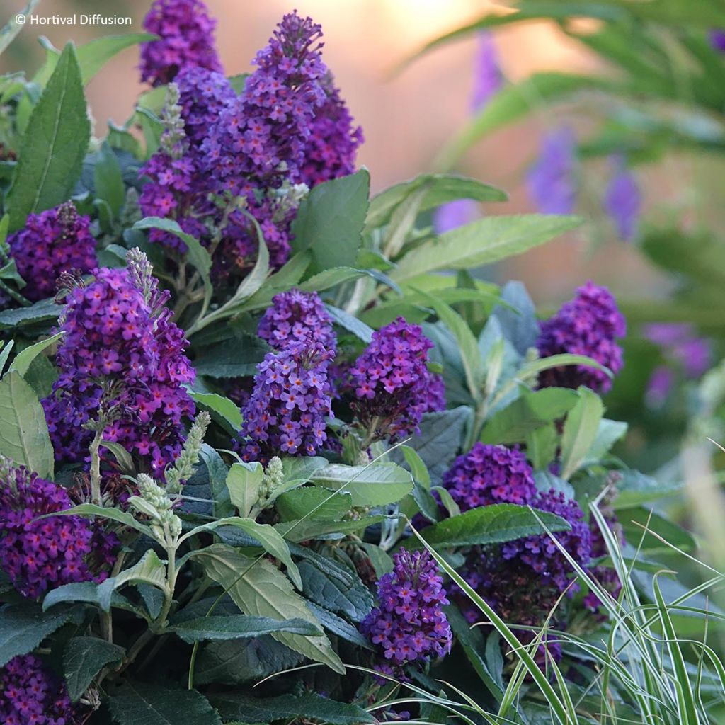 Buddleja davidii Tiny Buddy Deep Blue