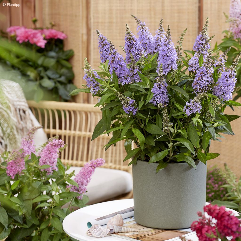 Buddleja davidii Butterfly Candy Little Lila