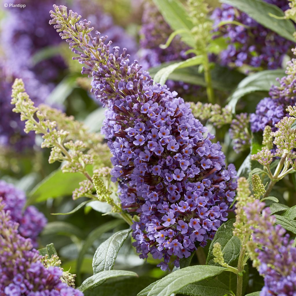 Buddleja davidii Butterfly Candy Little Lila