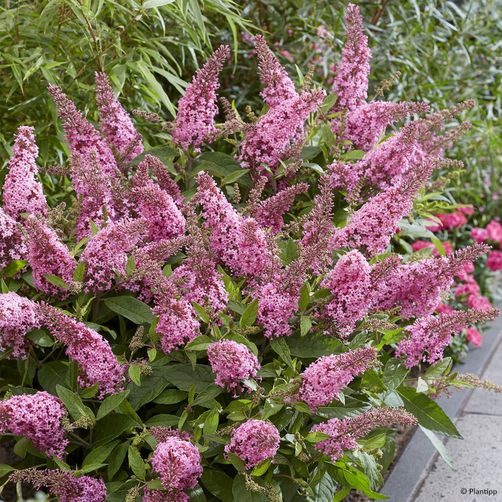 Buddleja davidii Butterfly Candy Little Pink