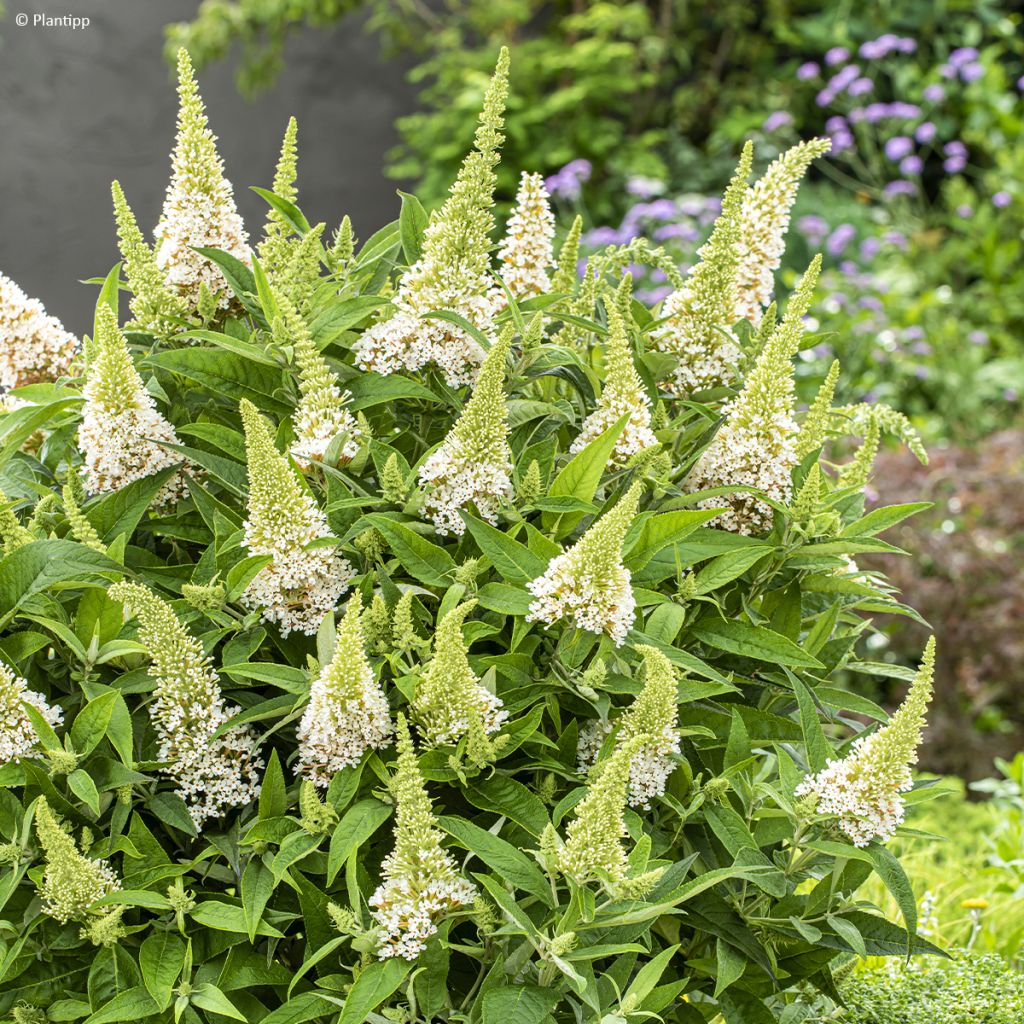 Buddleja davidii Butterfly Candy Little White
