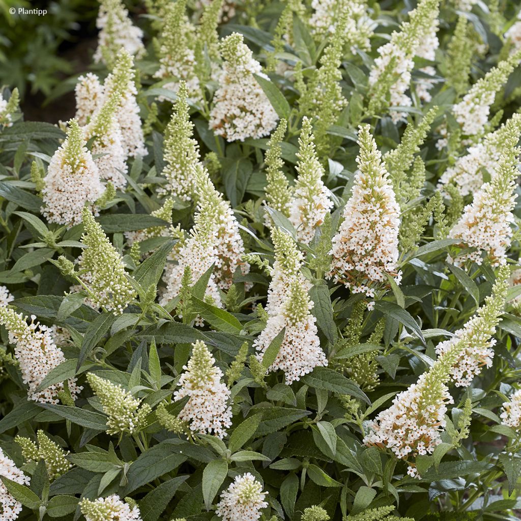Buddleja davidii Butterfly Candy Little White