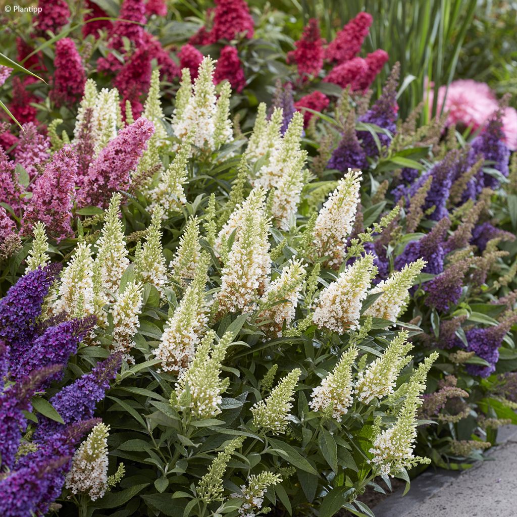 Buddleja davidii Butterfly Candy Little White