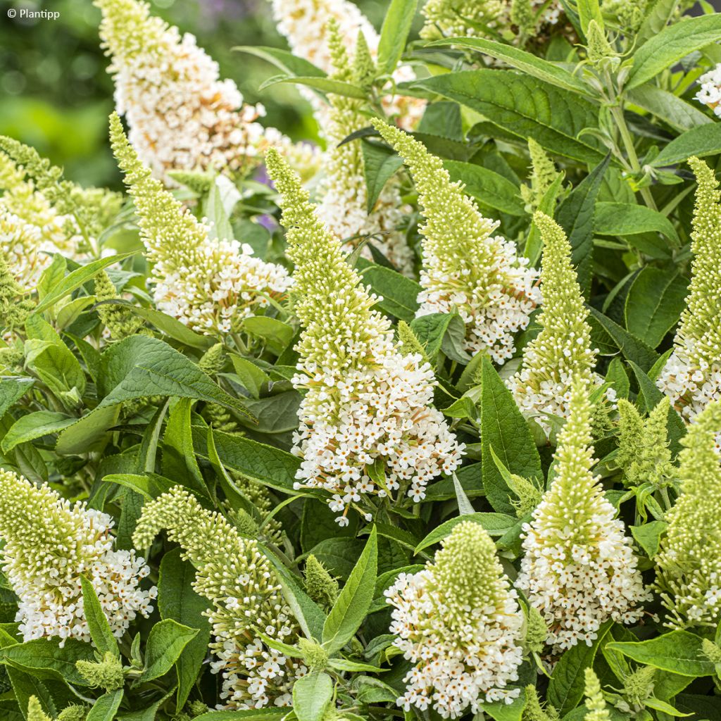 Buddleja davidii Butterfly Candy Little White