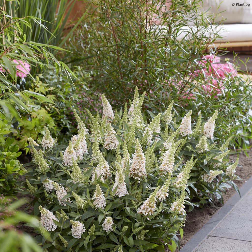 Buddleja davidii Butterfly Candy Little White