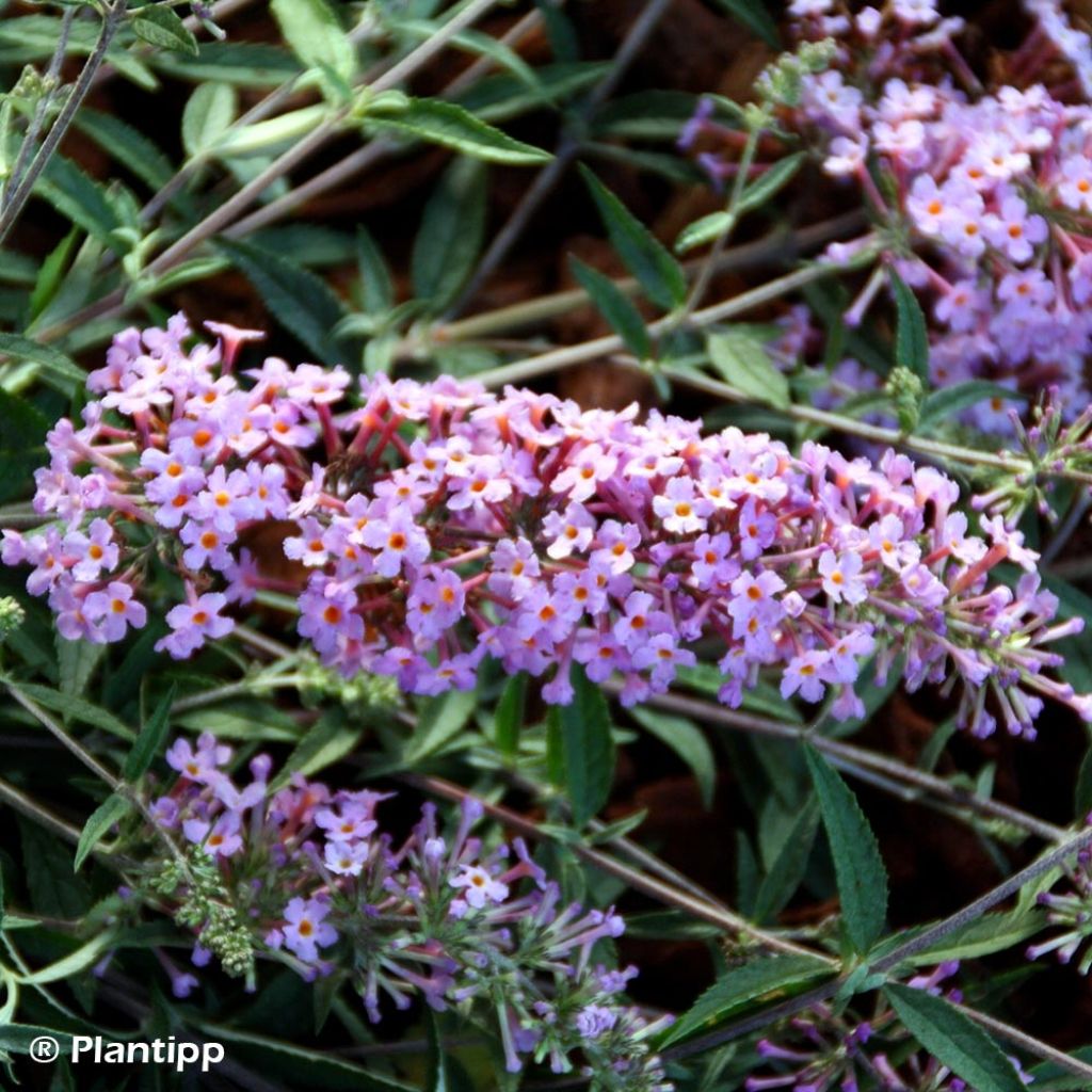 Buddleja davidii Free Petite Lavender Flow