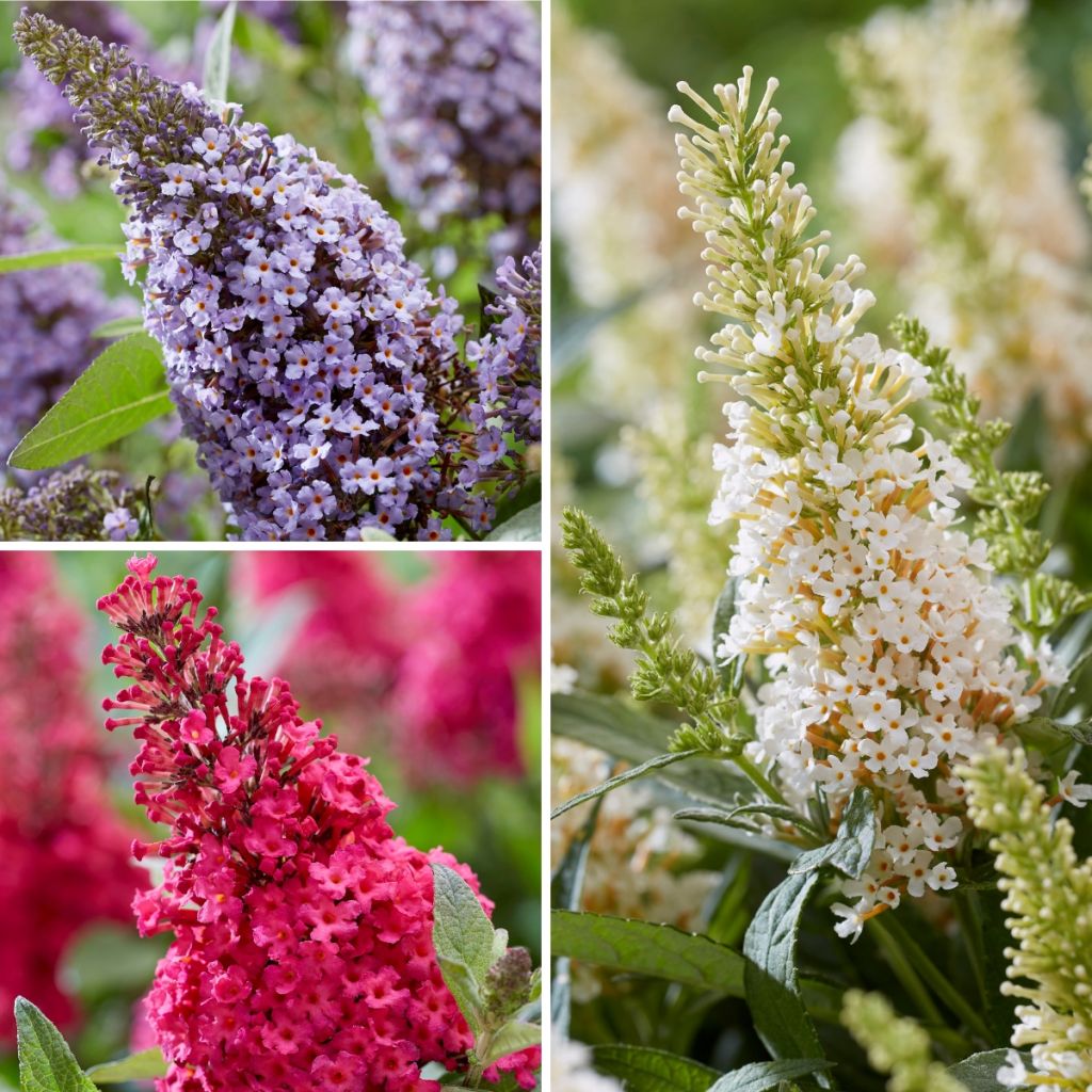 Buddleja davidii Butterfly Candy Trio Mix