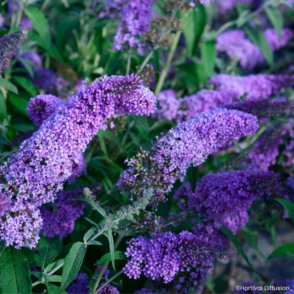 Buddleja davidii Rêve de Papillon Lavender - Arbusto de las mariposas