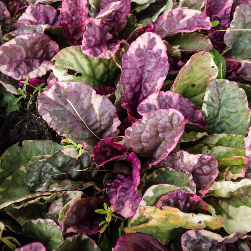 Ajuga reptans Multicolor