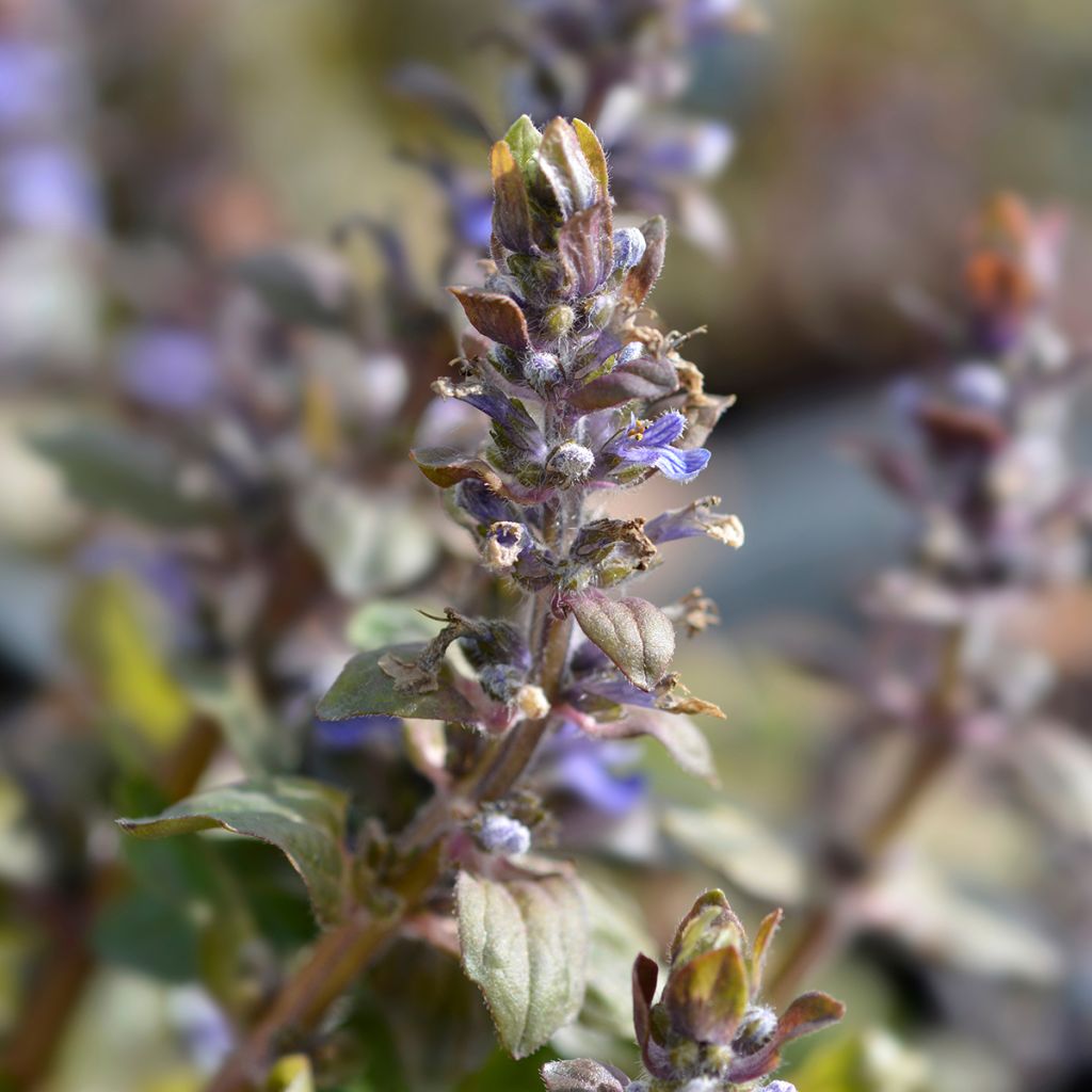 Ajuga reptans Multicolor