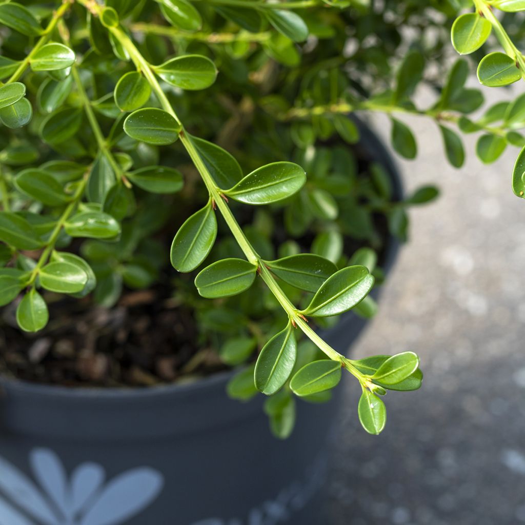 Buxus Betterbuxus Renaissance - Boj