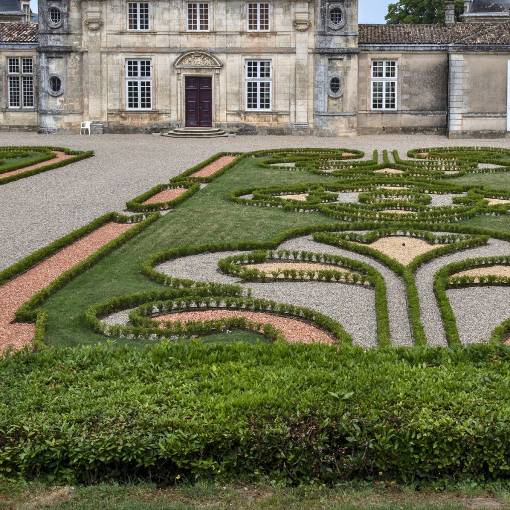 Buxus Betterbuxus Renaissance - Boj