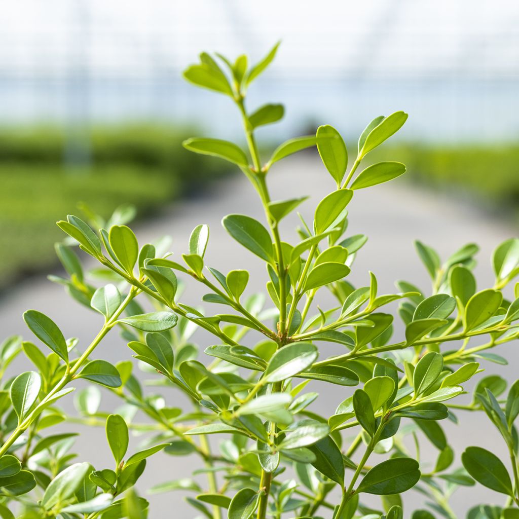 Buxus Betterbuxus Skylight - Boj