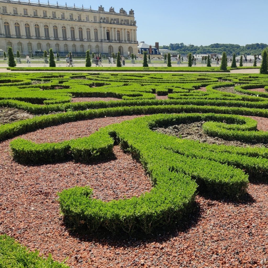 Buxus Betterbuxus Skylight - Boj