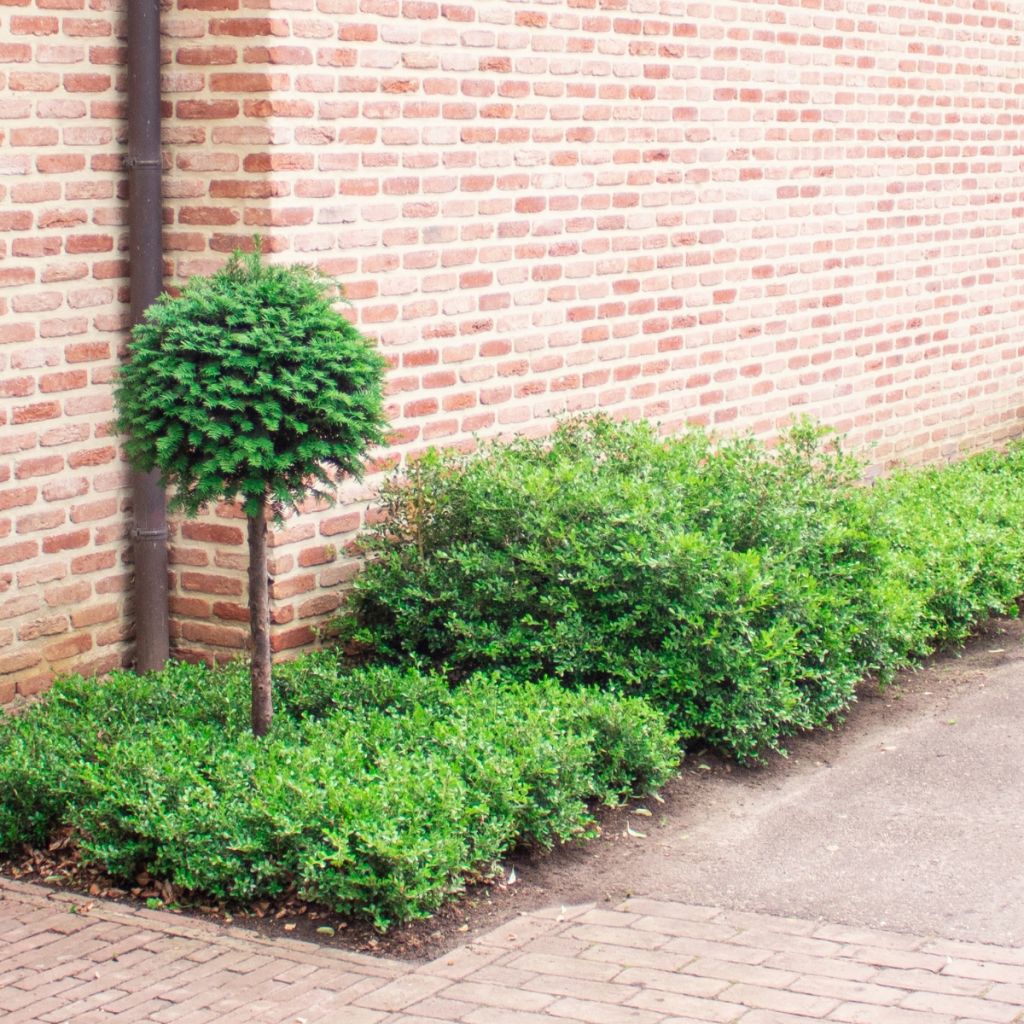 Buxus Betterbuxus Skylight - Boj