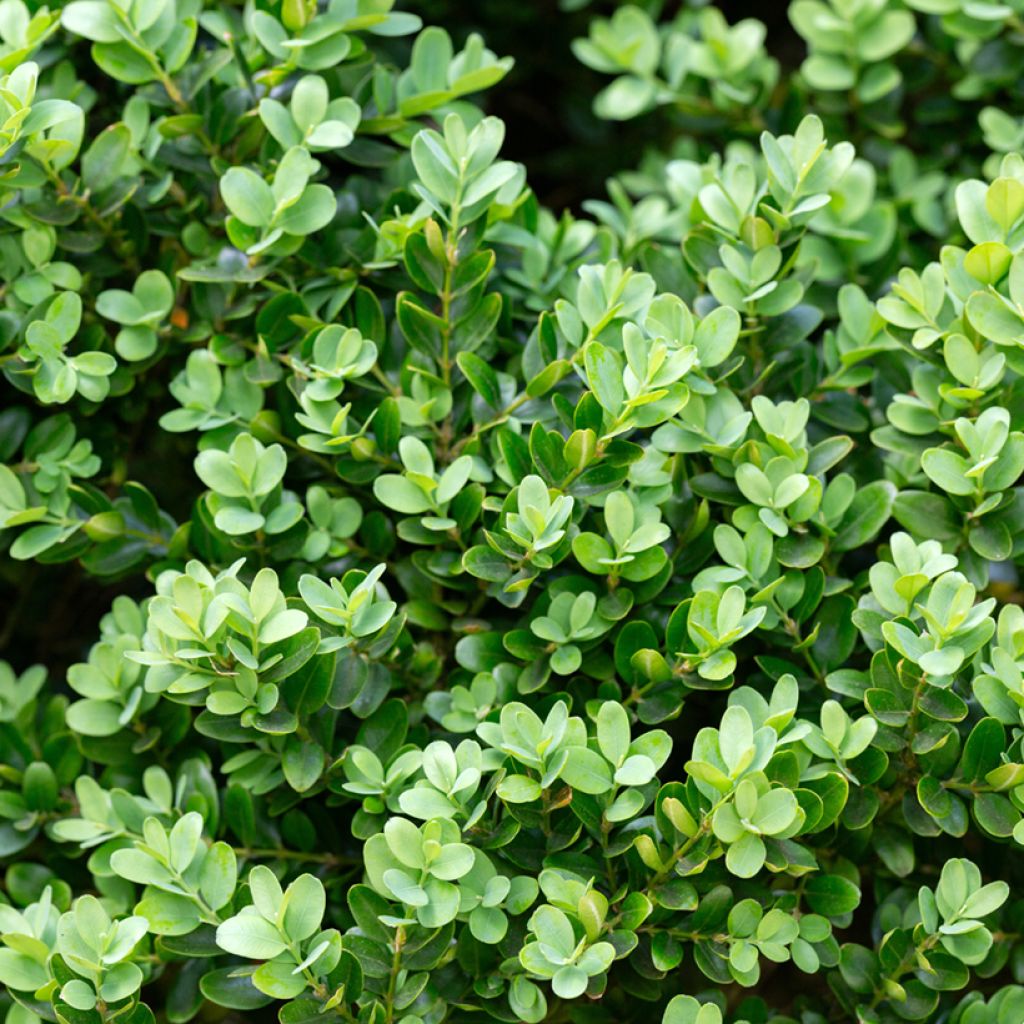 Boj japónico - Buxus microphylla Faulkner