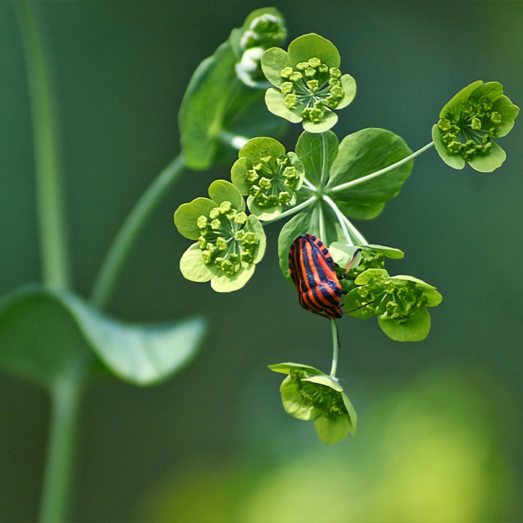 Bupleurum falcatum - Hierba gitana