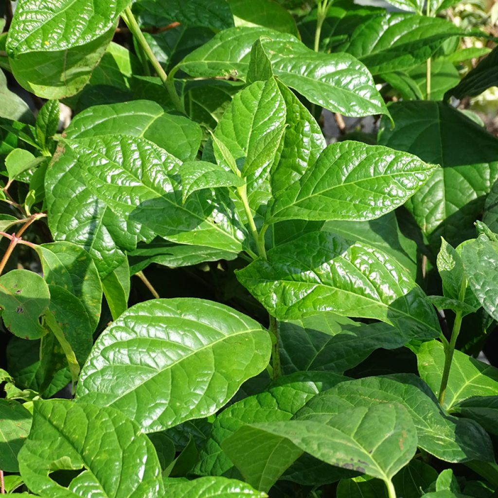 Calycanthus floridus Michael Lindsay - Árbol de las anémonas