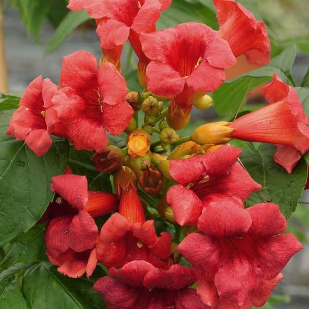 Enredadera de trompeta Stromboli - Campsis radicans