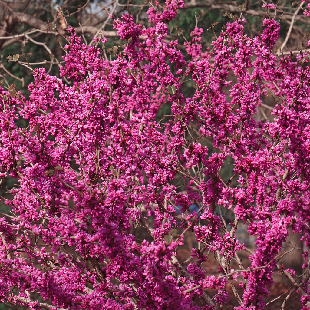 Cercis chinensis Don Egolf - Árbol del amor