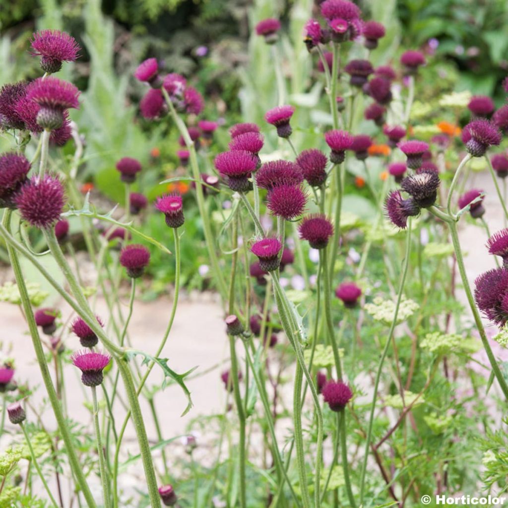 Cirsium rivulare Atropurpureum - Cirse des rives
