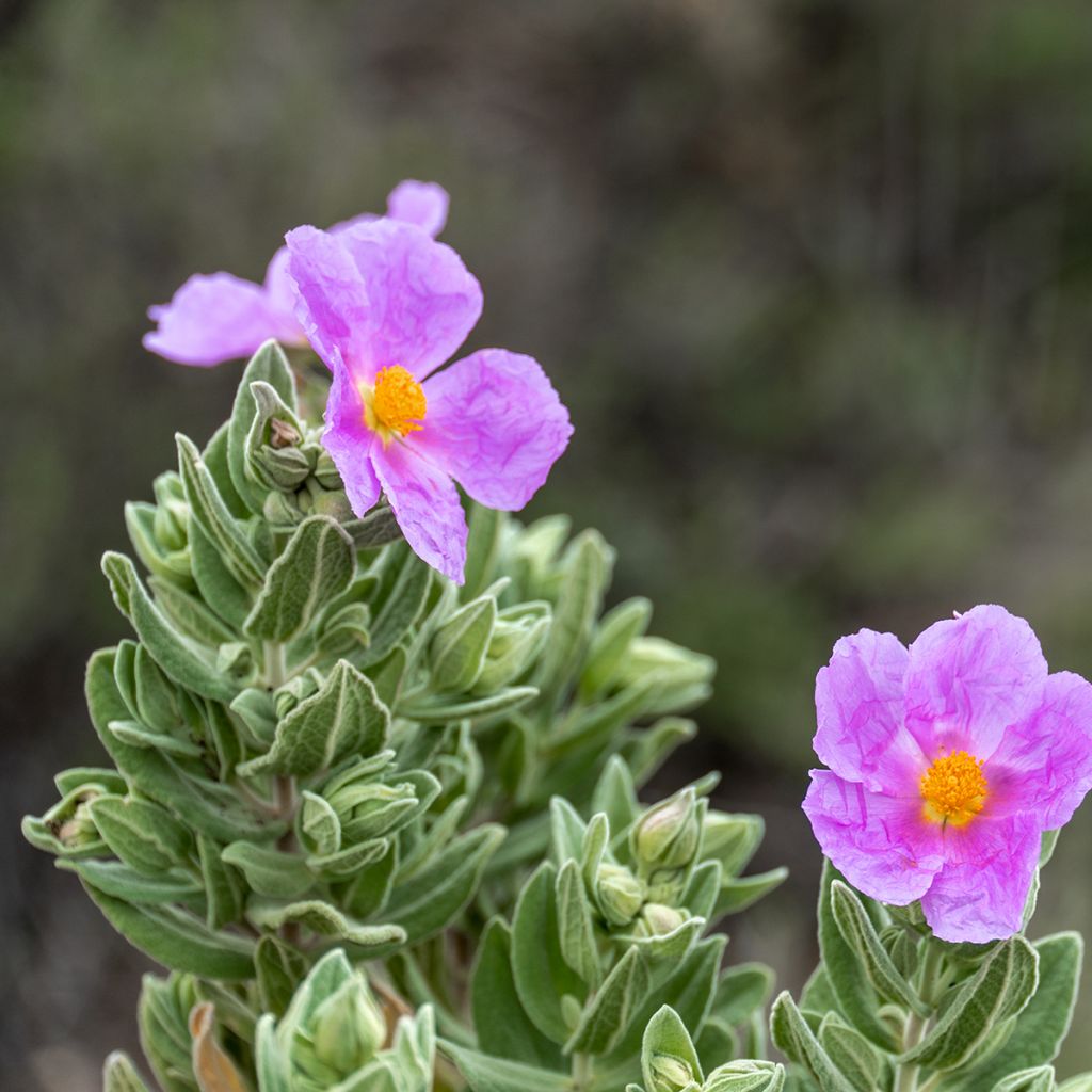 Jara blanca - Cistus albidus