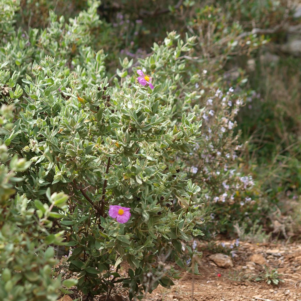 Jara blanca - Cistus albidus